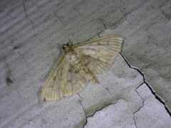 Herpetogramma theseusalis