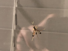 Spilopteron occiputale