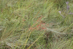 Monocymbium ceresiiforme