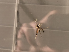 Spilopteron occiputale