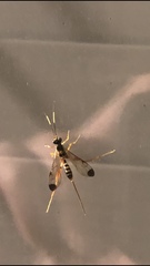 Spilopteron occiputale