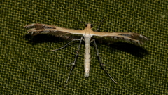 Stangeia xerodes