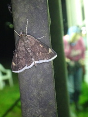 Pyrausta niveicilialis