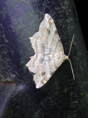 Macaria multilineata