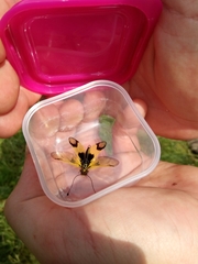 Libelloides longicornis