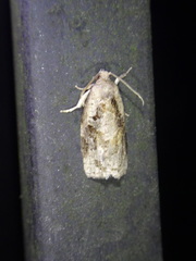 Archips grisea