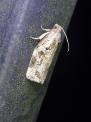 Archips grisea
