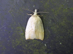 Coelostathma discopunctana