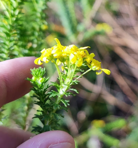 Image of Euryops virgineus by (c) Andreas Schneider, some rights reserved (CC BY)