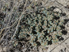 Euphorbia jejuna