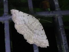 Digrammia ocellinata