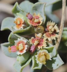 Euphorbia jejuna