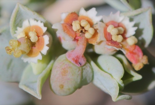 dwarf sandmat (Chamaesyce jejuna)