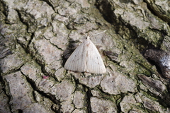 Macrochilo cribrumalis
