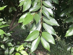 Cinnamomum burmanni