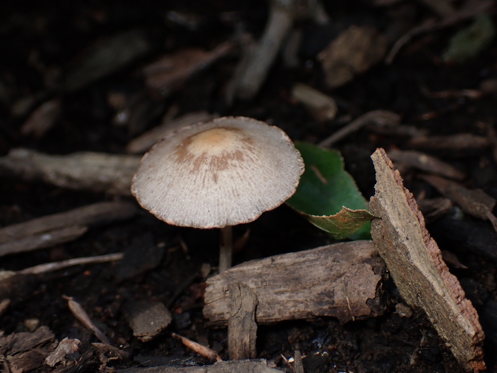 Coprinopsis cineraria · July 2024 · photo: © sus_scrofa (iNaturalist, cc-by)