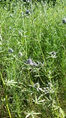Eryngium hookeri