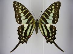 Graphium policenes policenes