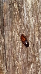 Celatoblatta undulivitta