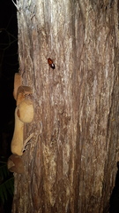 Celatoblatta undulivitta