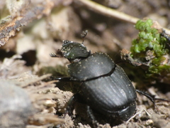 Onthophagus verticicornis