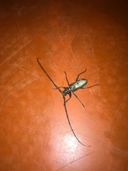 Stromatium longicorne