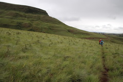 Monocymbium ceresiiforme