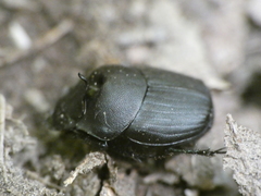 Onthophagus verticicornis