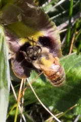 Apis mellifera