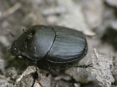 Onthophagus verticicornis