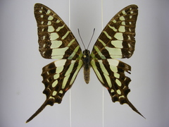 Graphium policenes policenes