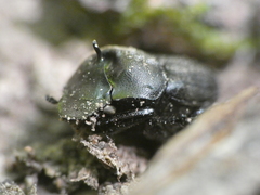 Onthophagus verticicornis