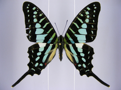 Graphium policenes policenes