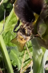 Apis mellifera