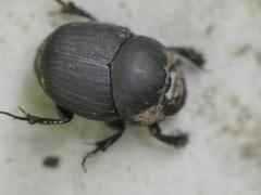 Onthophagus verticicornis
