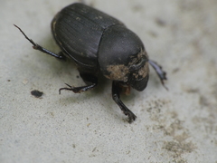 Onthophagus verticicornis