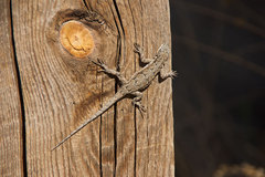 Urosaurus ornatus schottii