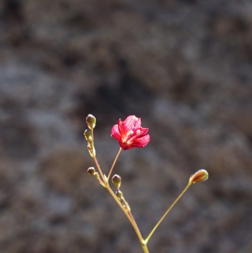 Image of Boerhavia gracillima by (c) Andrew Tree, some rights reserved (CC BY)