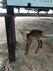 Cervus nippon centralis