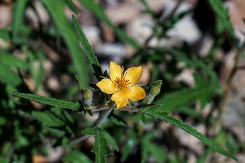 Image of Mentzelia asperula by (c) Andrew Tree, some rights reserved (CC BY)