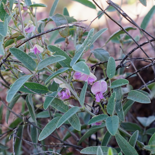 Image of Galactia wrightii by (c) Andrew Tree, some rights reserved (CC BY)