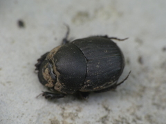 Onthophagus verticicornis