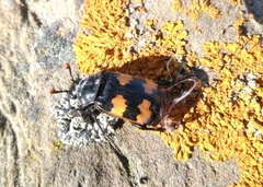 Nicrophorus interruptus