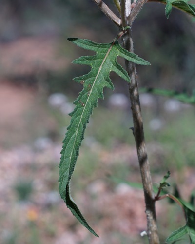 Image of Mentzelia asperula by (c) Andrew Tree, some rights reserved (CC BY)