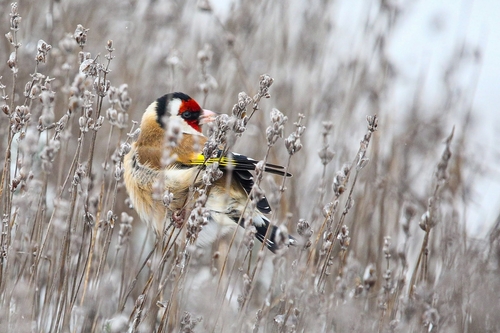 European Goldfinch, 6081 BX Haelen, Holandia, photo 7 of 10