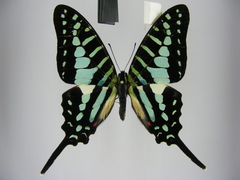 Graphium policenes policenes