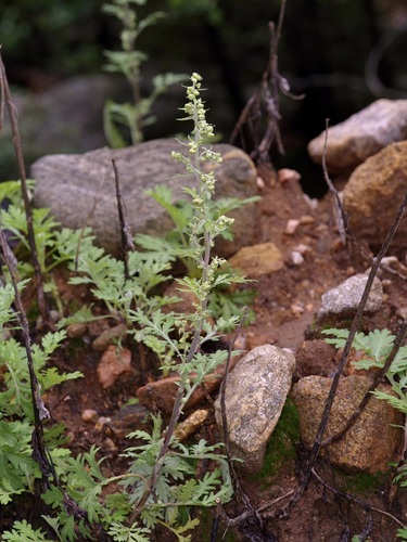 Image of Artemisia franserioides by (c) Michelle W. （鍾偉瑋）, some rights reserved (CC BY)