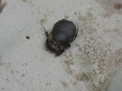 Onthophagus verticicornis