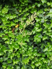 Rumex thyrsiflorus