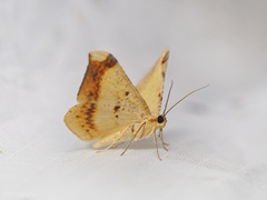 Luxiaria phyllosaria
